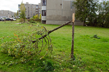 Image showing broken decorative tree flat block house storm 