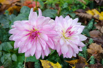 Image showing autumn morning dew drops wet dahlia flower bloom 