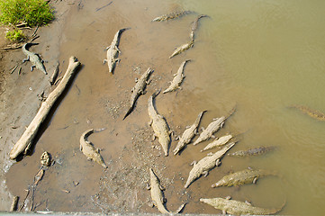 Image showing Resting crocodiles