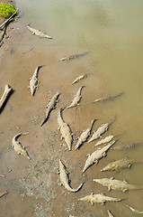 Image showing Group of crocodiles