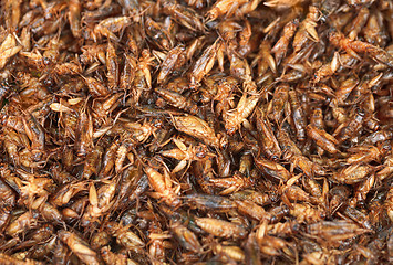 Image showing Fried crickets on the eastern market