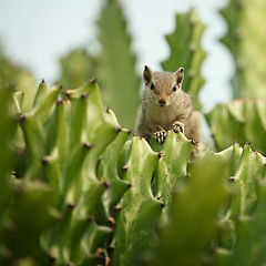 Image showing Chipmunk in cactus