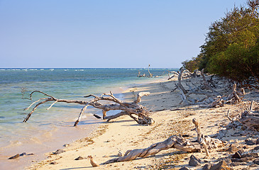 Image showing Wild tropical beach littered with driftwood