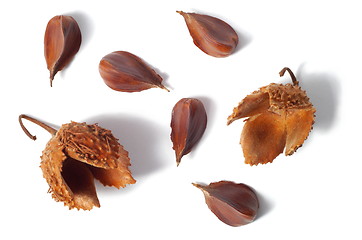 Image showing Common Beech Nuts