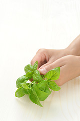 Image showing Basil, hands of young woman holding fresh herbs