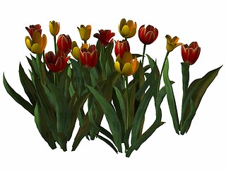 Image showing Tulip