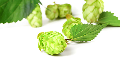 Image showing Blossoming hop on white background 