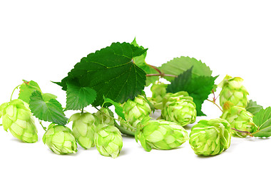 Image showing Blossoming hop with leaves