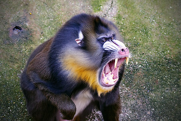 Image showing Mandrill