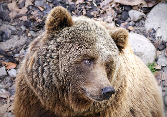 Image showing Brown Bear Ursus arctos