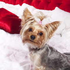 Image showing Yorkshire terrier