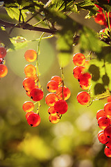 Image showing The berries of a red currant shined by solar beams