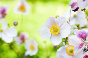 Image showing Flowers in the garden. Anemone japonica