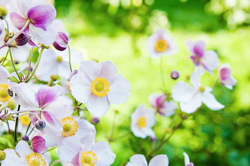 Image showing Beautiful flowers in the garden. Anemone japonica