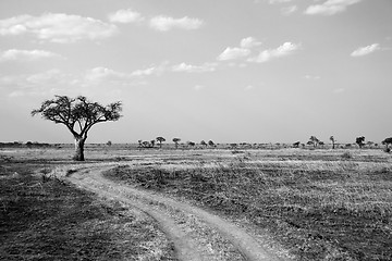 Image showing African Savannah