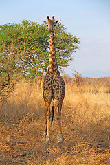 Image showing Wild Giraffe