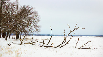 Image showing Snow-covered empty fields and woods