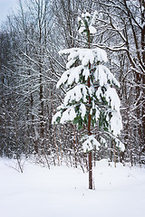 Image showing Young pine tree covered with snow