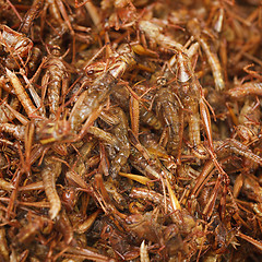 Image showing Fried grasshoppers on eastern market