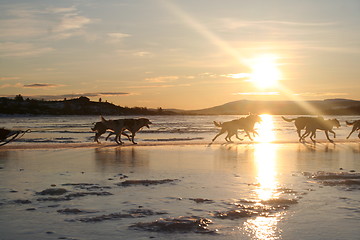 Image showing Sleddogs in dawn