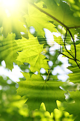 Image showing Branch of green maple with water ripples and sunlight