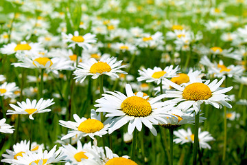 Image showing Beautiful chamomile flowers