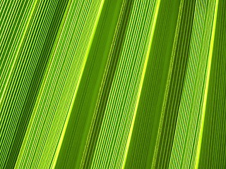 Image showing Tropical palm leaf texture