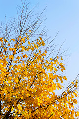 Image showing Autumn tree on sky background