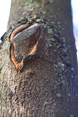 Image showing bough of tree