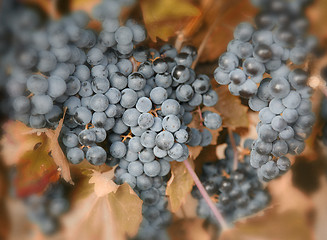 Image showing Ripe blue grapes