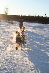 Image showing The 2007 Iditarod Team