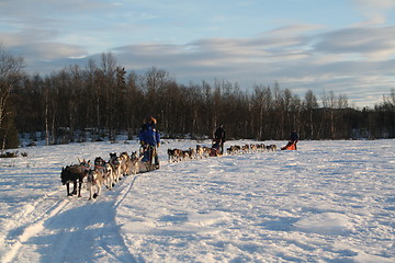 Image showing Sleddogs teams at Nøsen