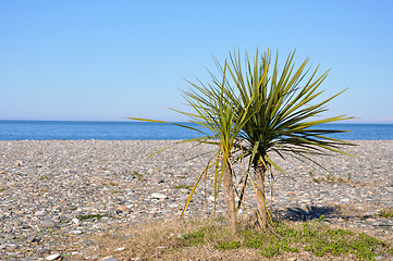 Image showing palm tree on a beach against the sea