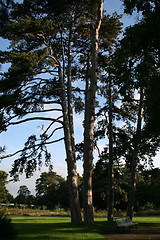 Image showing Giant trees
