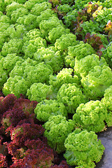 Image showing Lettuce