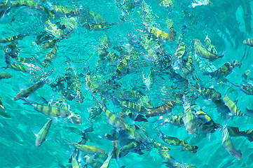 Image showing Fish in the sea