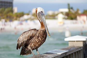 Image showing Clearwater Beach Florida Pelican