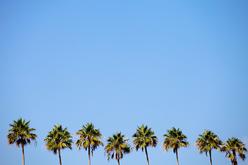 Image showing Tropical Palm Trees Row