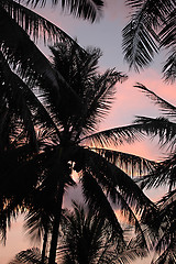 Image showing Sunset and palm trees