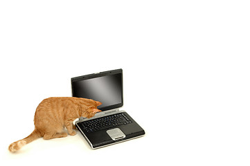 Image showing Cat lokking at the keyboard