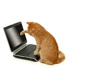 Image showing Tiger and laptop