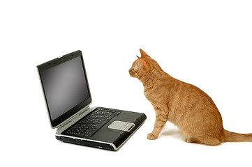 Image showing Cat sitting lokking at laptop