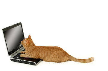 Image showing Cat and laptop