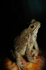 Image showing frog, animal, small, toad, wildlife, cute, feet, sticky,  close-