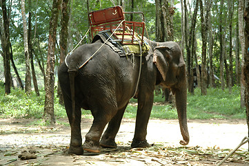 Image showing Elephant