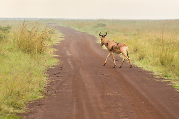 Image showing An impala crossing a dirt road