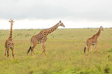 Image showing Giraffe family in Kenya