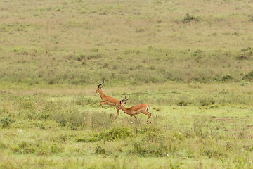 Image showing Two impalas running in the wild