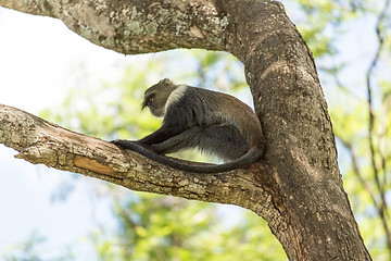 Image showing Monkey on a tree