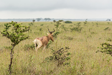 Image showing An impala in the wild